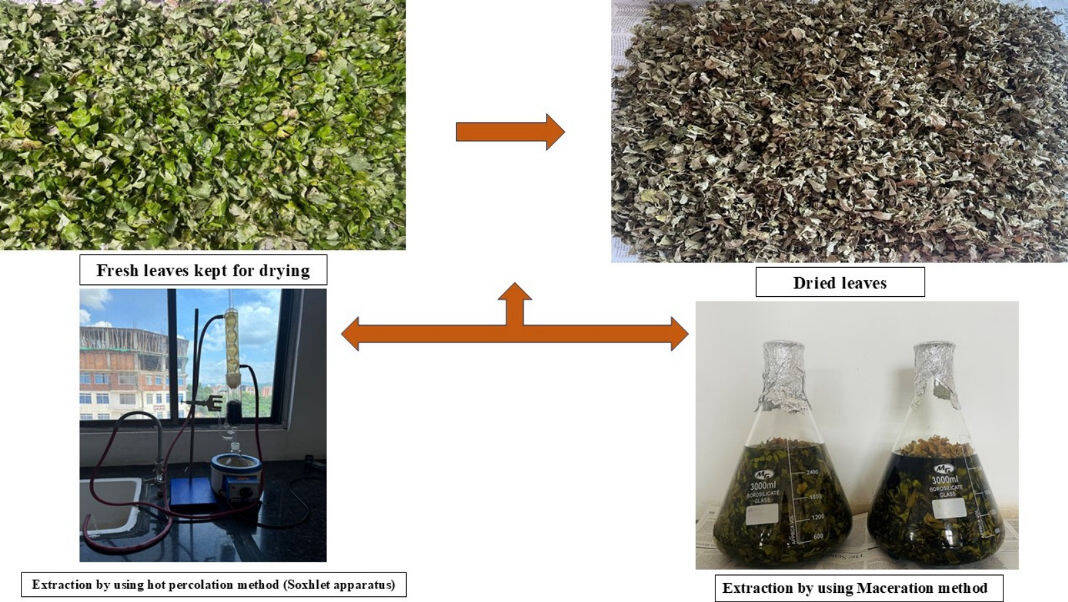 Meghalaya herb shows strong anticancer potential