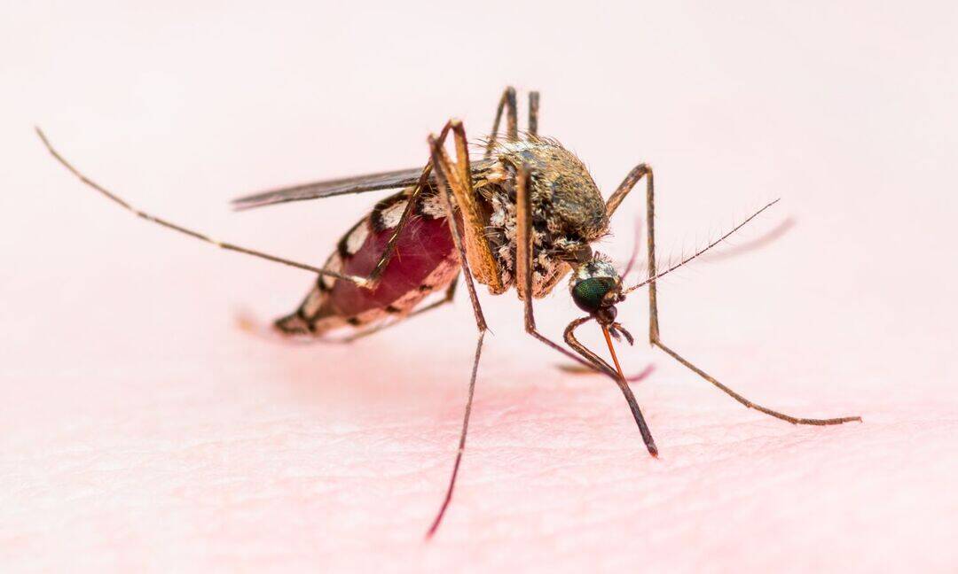 CDC warns travelers as chikungunya spreads across Asia & China