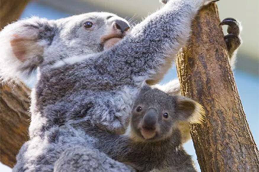 Koalas evolved from deadly marsupial lions: Study