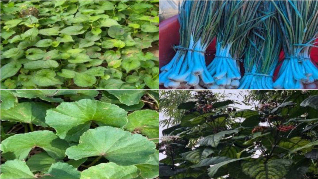 Meghalaya foods show promise against hypertension: Study