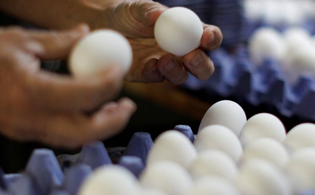 Govt body responds to 'cancer risk in eggs' claims, says 'Eggs in India are safe'