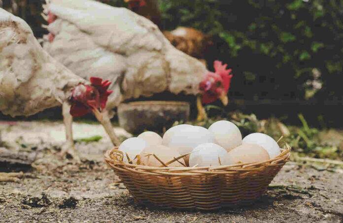Expert compares protein content of eggs and chicken