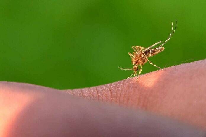 Are anti-malaria drugs antibiotics and how do they differ?