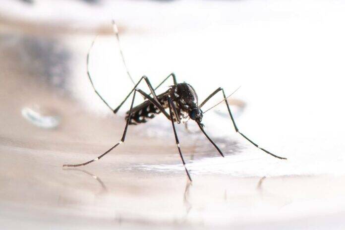 Why don’t antibiotics treat dengue fever? Facts you should know
