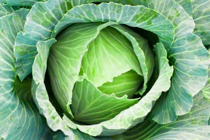 Cabbage & brain health: Nutrients that support memory and focus