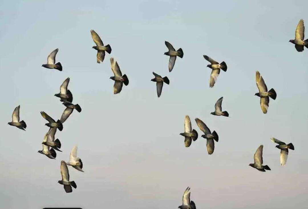 Tamil Nadu boosts border checks as Kerala reports bird flu cases