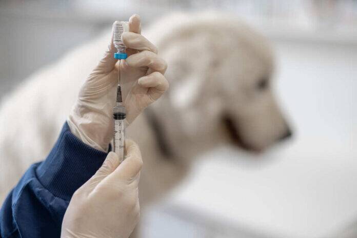 Why is pet vaccination key to rabies prevention and public safety?