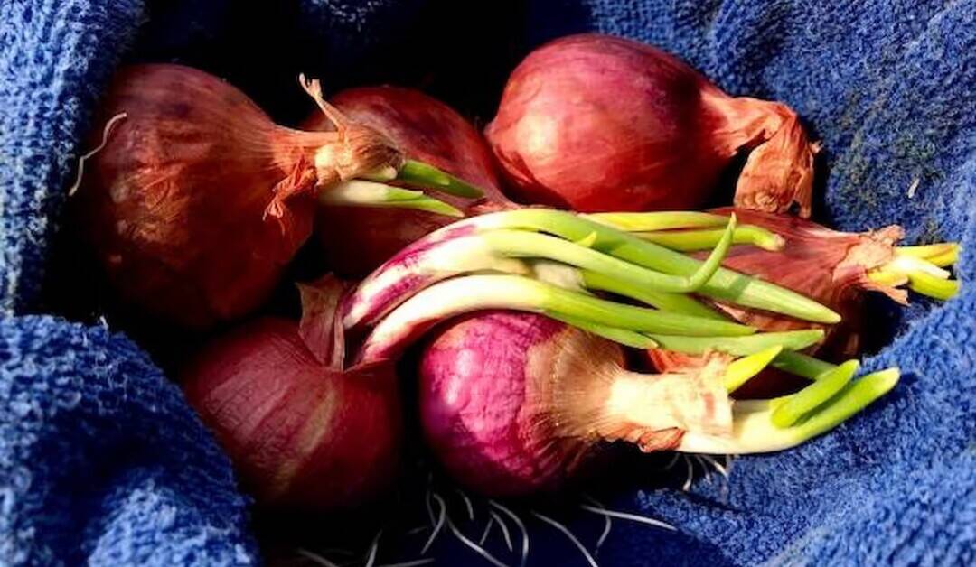 Are sprouted onions safe to eat? 