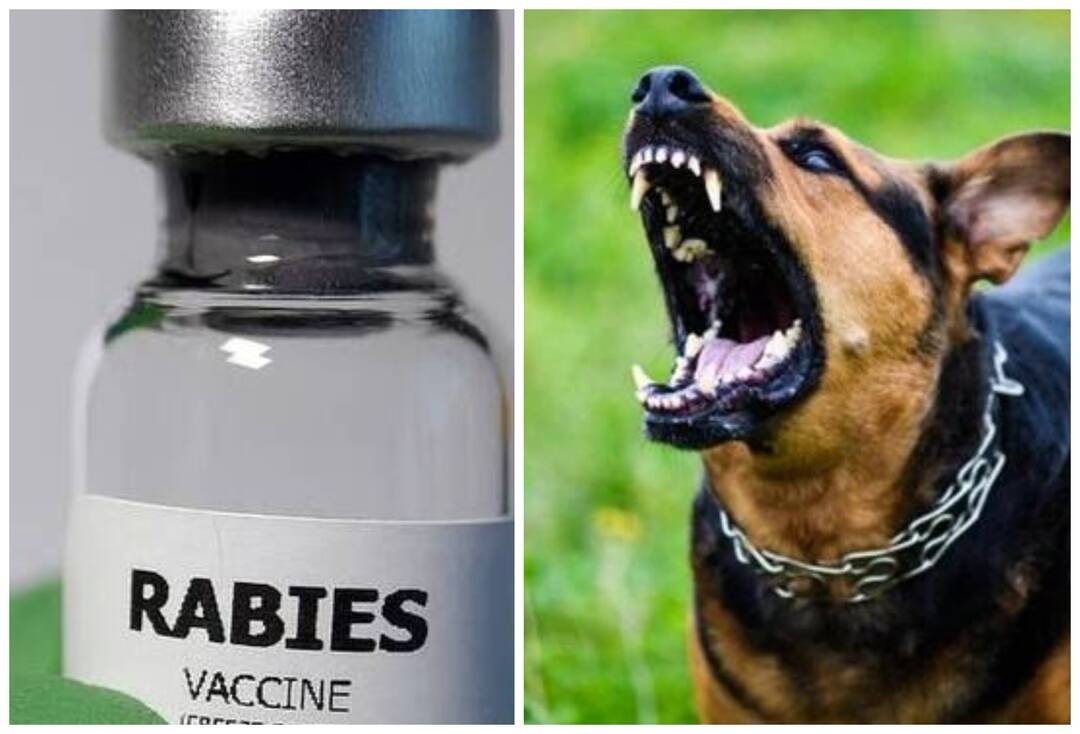 Expert explains rabies risk after 200 in UP get shots for eating curd from dog-bitten buffalo