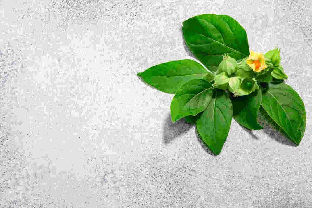 Can Ashwagandha aid digestion? 