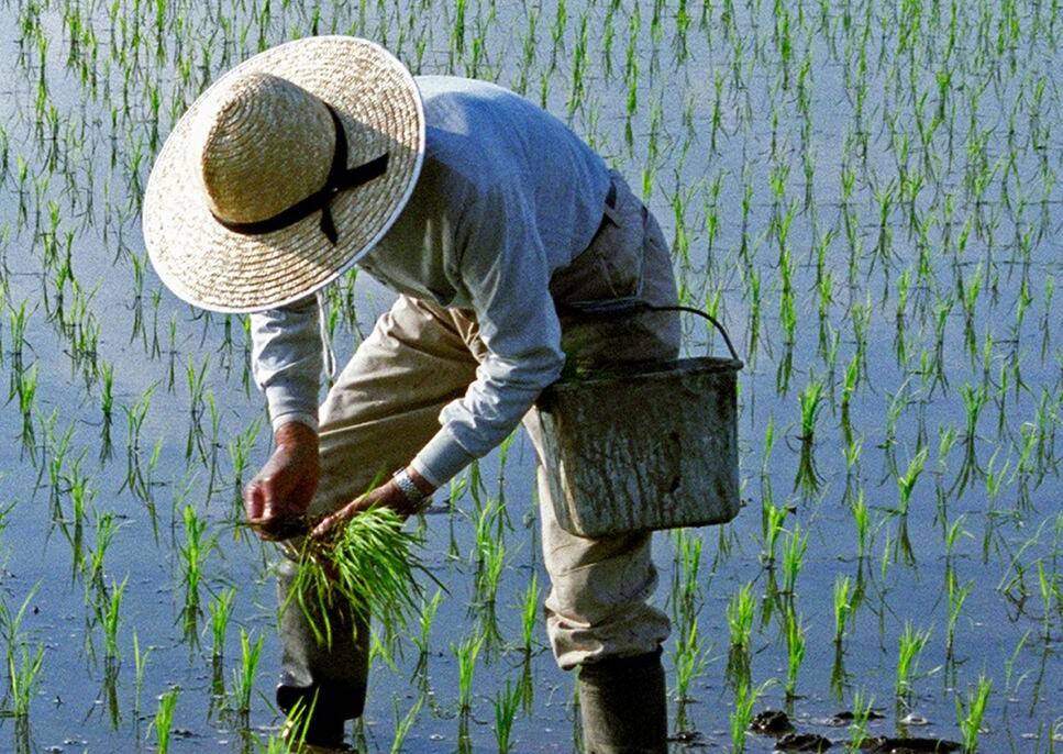 Study explains why rice may soon become toxic amid climate change