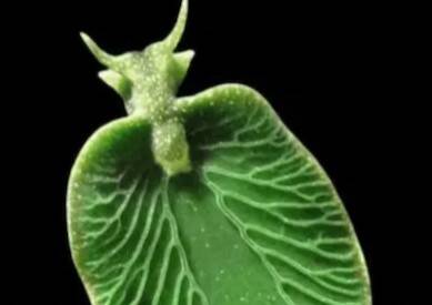 What is Sea slug, the first animal that can photosynthesise?