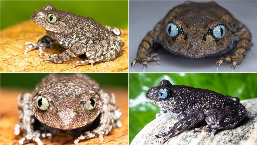 Two new frog species discovered in Arunachal Pradesh