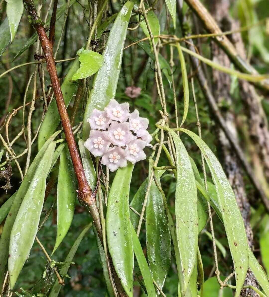 Nagaland University discovers new plant species in state