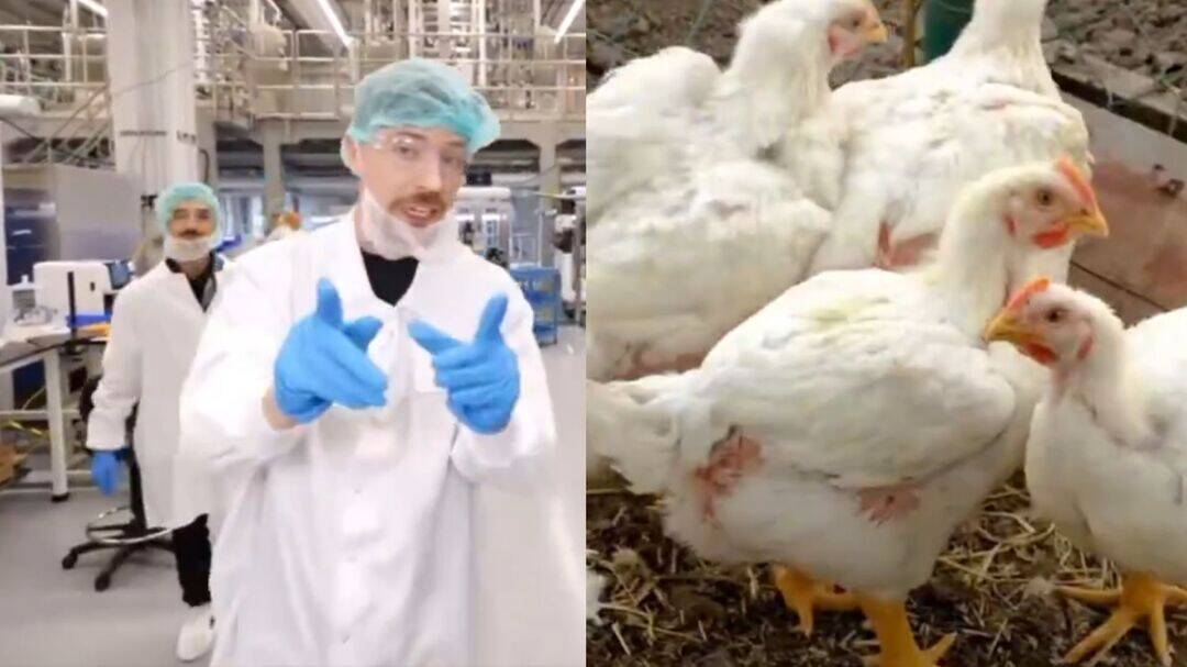 MrBeast tours Upside Foods' $200 million lab-grown chicken lab