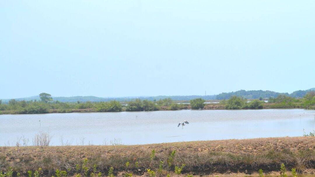 How does Sentinel-2 protect India’s biodiversity?