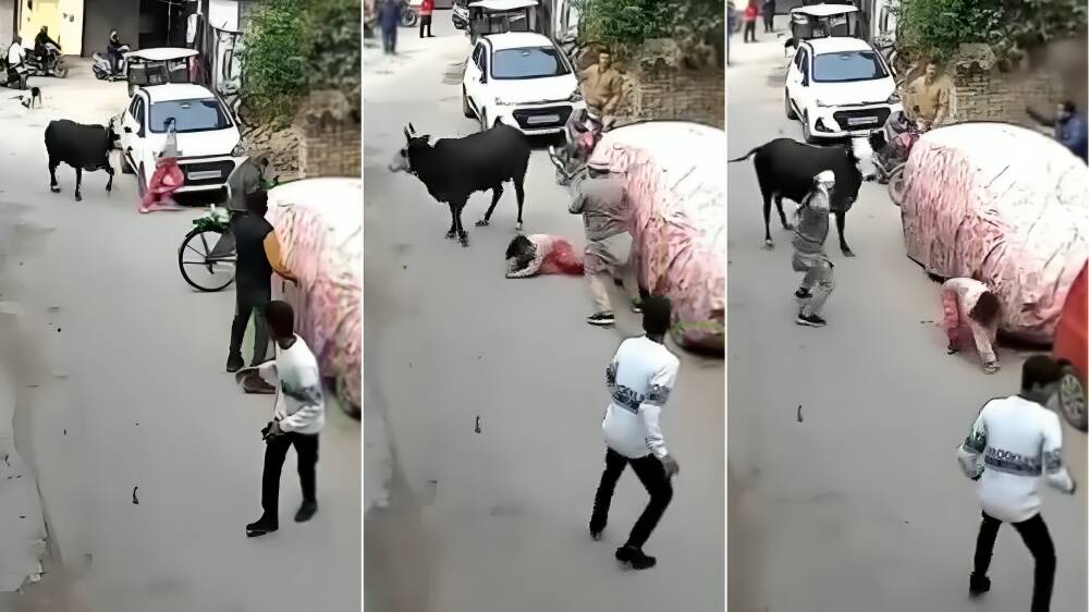 Viral video of bull chasing, attacking girl in UP sparks outrage