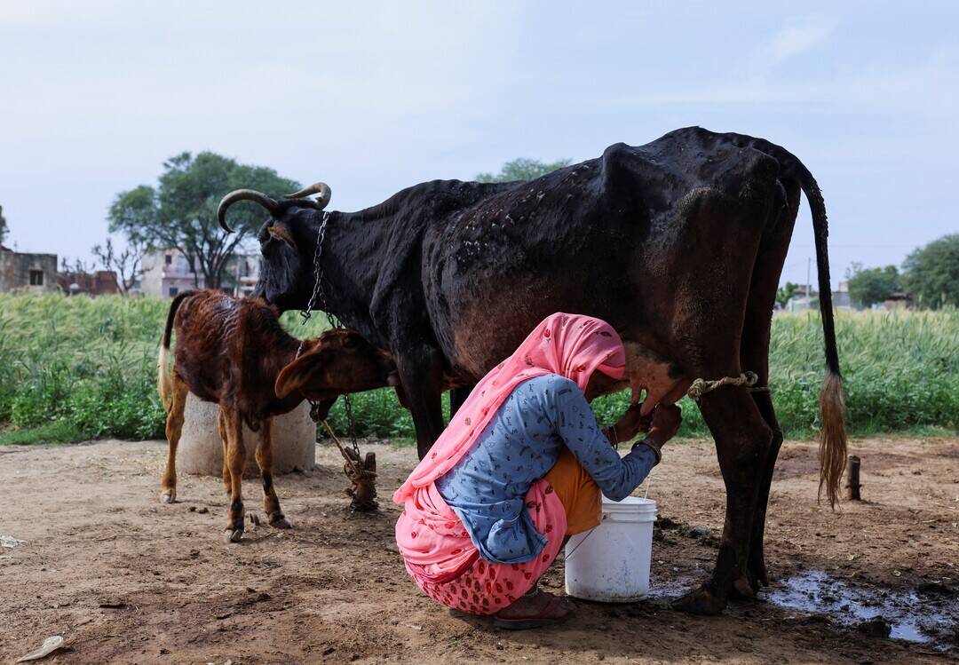 'Agriculture and dairy sectors protected under trade deal with US,' confirms govt