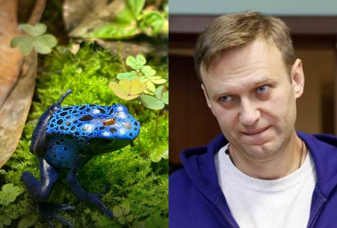 What's dart frog toxin that UK accused Russia of using on Navalny?
