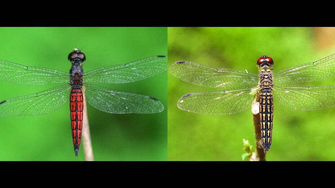 Why this tiny new dragonfly in Kerala is making a huge buzz?