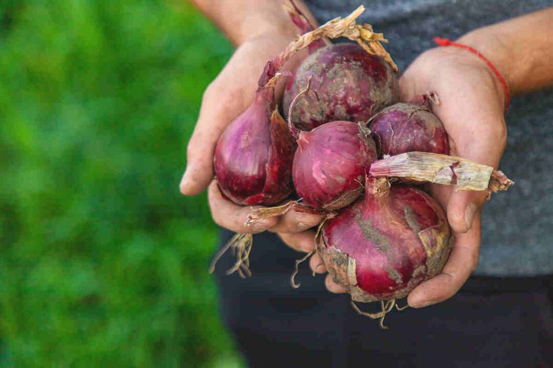 Fact check: Can onion peel spray regrow hair effectively?