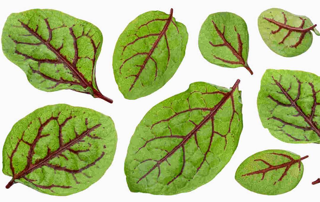 Sorrel Leaves: Benefits, nutrition, uses & side effects