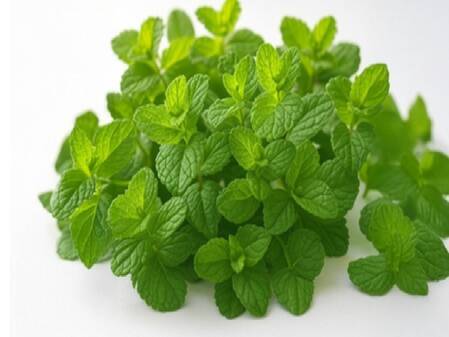 Mint, a summer superfood you shouldn't ignore