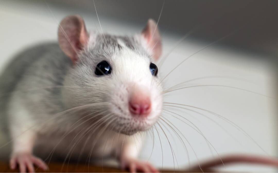 Eyedrops made from pig semen help kill cancer in mice: Study | Research published in Science Advances | Inshorts