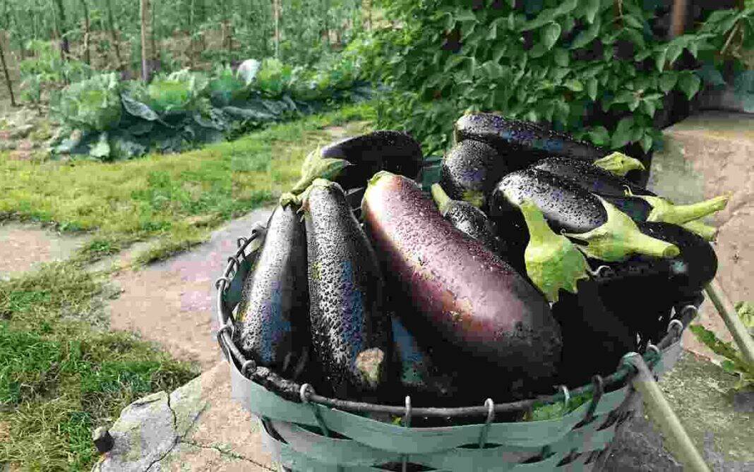 What triggers brinjal allergy?