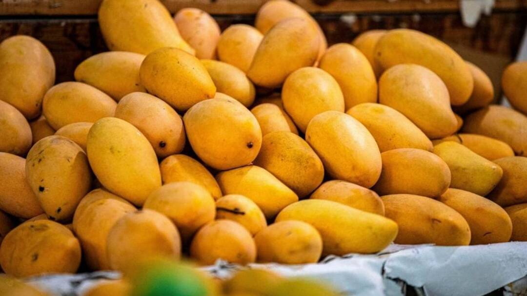 How do mangoes artificially ripened with chemicals affect your health?