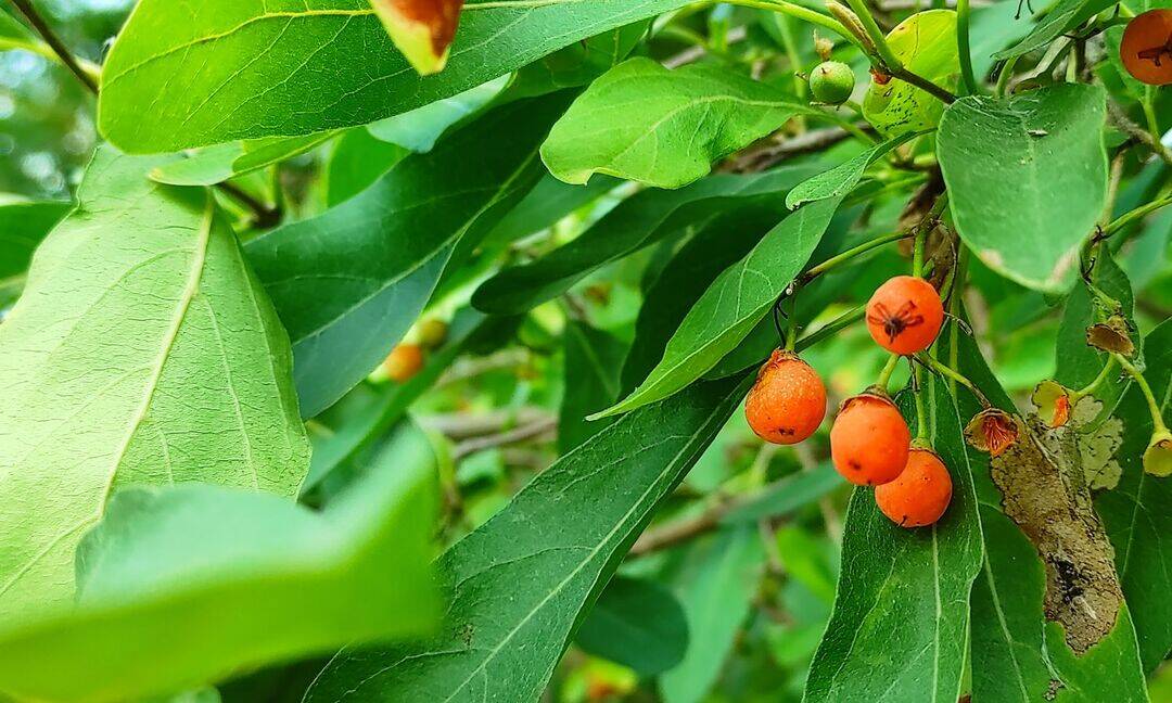Lasoda known as Indian cherry may aid digestion and health