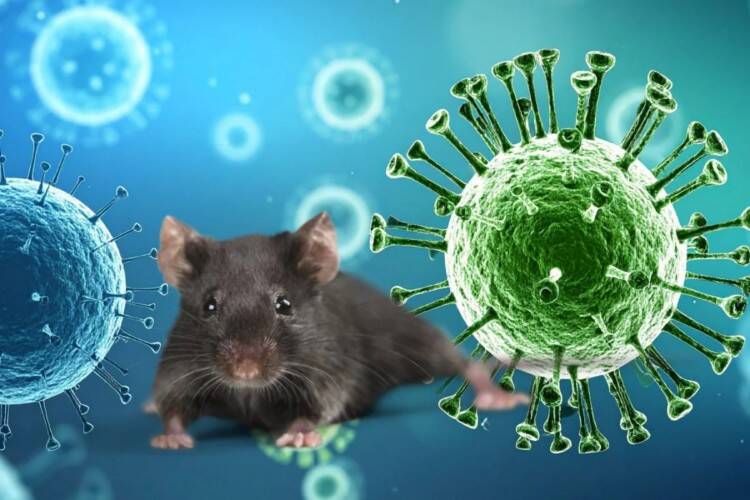 WHO urges vigilance as hantavirus outbreak hits cruise ship