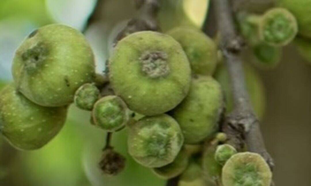 Health benefits of goolar: Digestion, immunity and more 