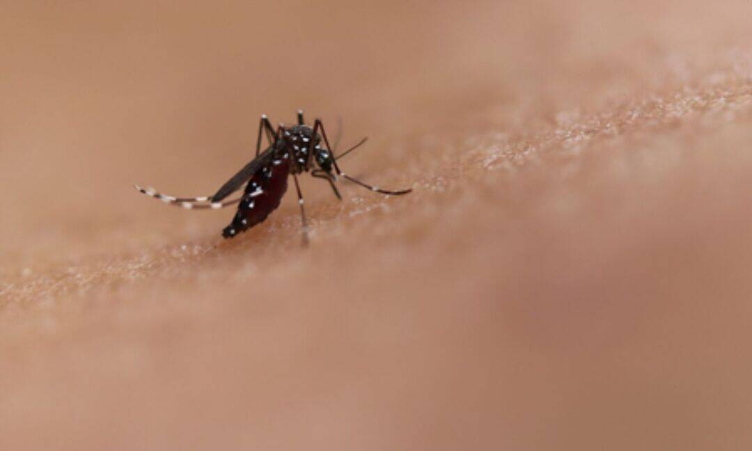 Sri Lanka faces rising dengue cases amid monsoon warning