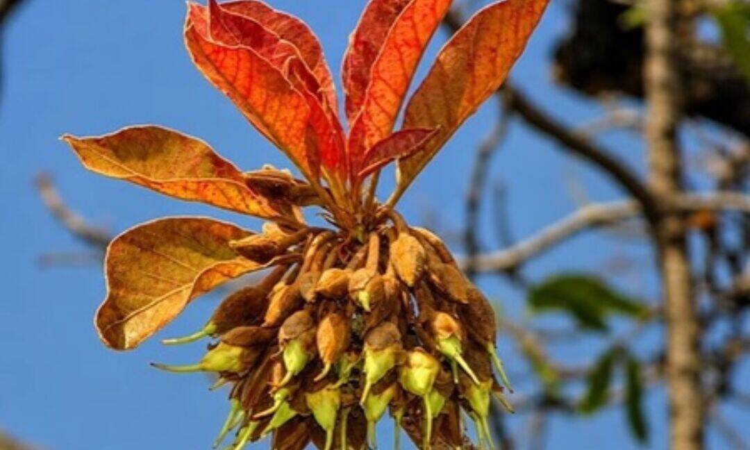 Mahua’s medicinal benefits go beyond Ayurveda