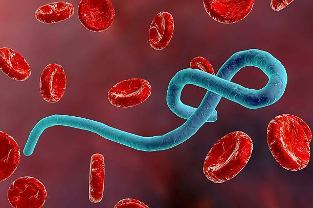 What is Bundibugyo strain, which has caused Ebola outbreak in Africa?
