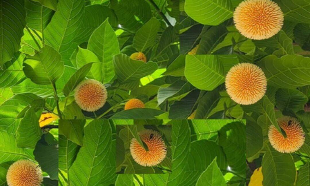 Kadam tree offers health benefits: Bihar's Environment Department