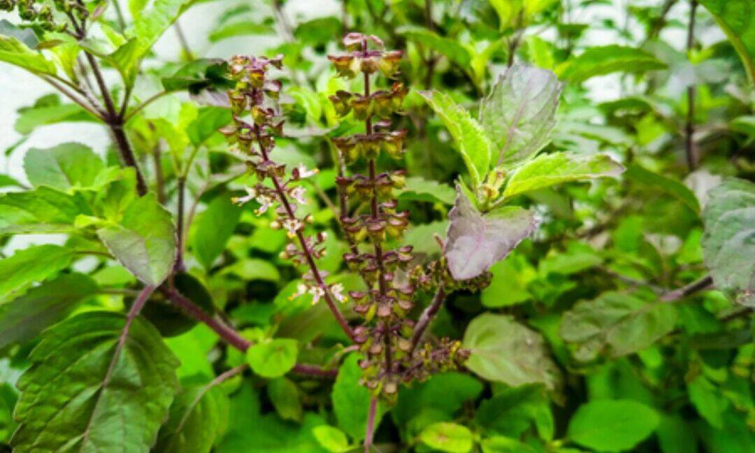 Tulsi seeds offer multiple health benefits in summer