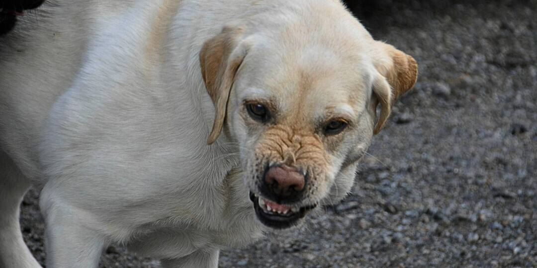 Tamil Nadu tops South India in dog bites as rabies gaps widen