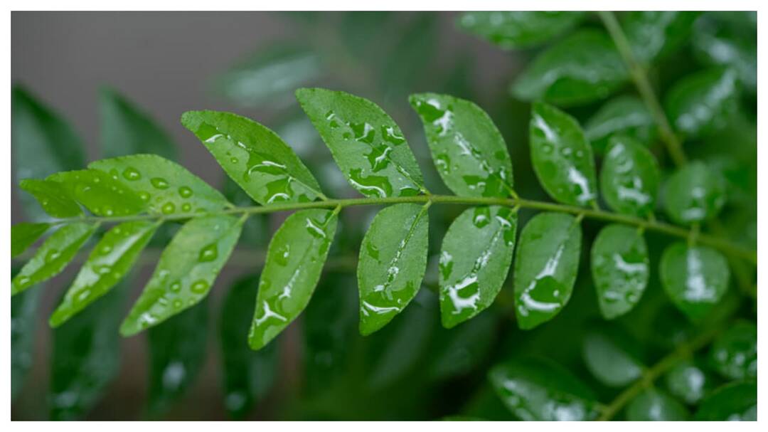 Health benefits of curry leaves for digestion and wellness
