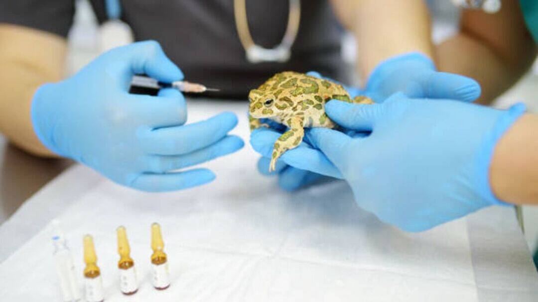 Why the fatal ‘toad vaccine’ ritual can kill?