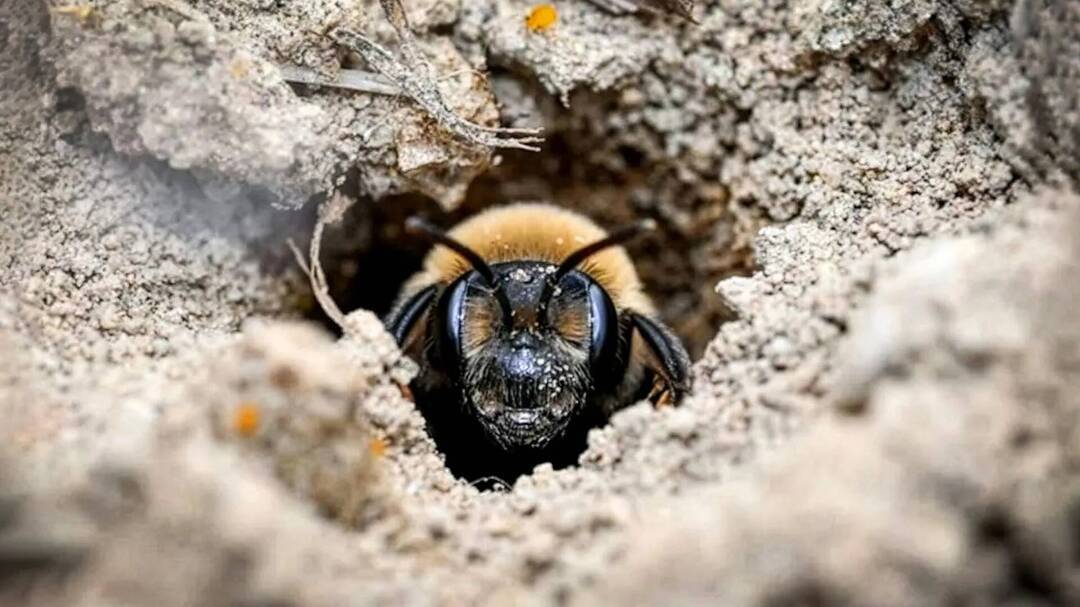 The Unlikely Habitat: A Century of Bee Life Beneath a Cemetery