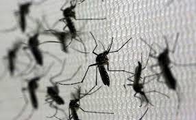 Google seeking permission to release 3.2 crore bacteria-infected mosquitoes in US