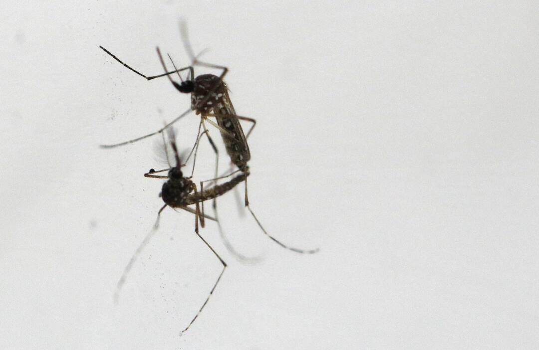Why is Google planning to release 3.2 crore mosquitoes in US?