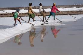 Agariya community endures tough conditions to harvest salt