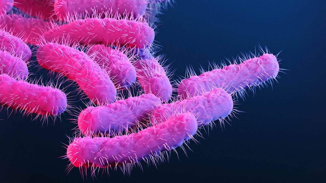 Kerala reports first death from Shigella infection