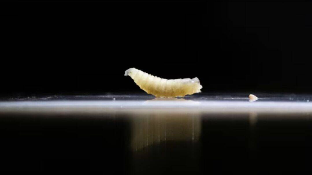 Flesh-eating screwworm found In Texas raises food supply fears