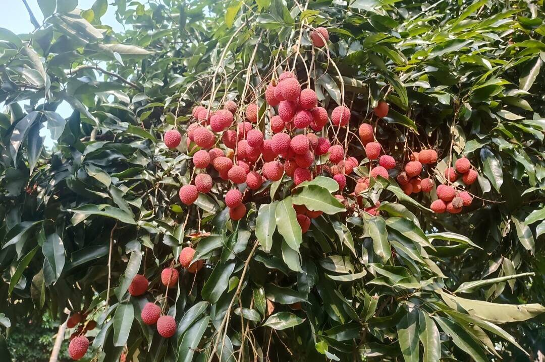 First shipment of Assam's GI-tagged litchis exported to Dubai