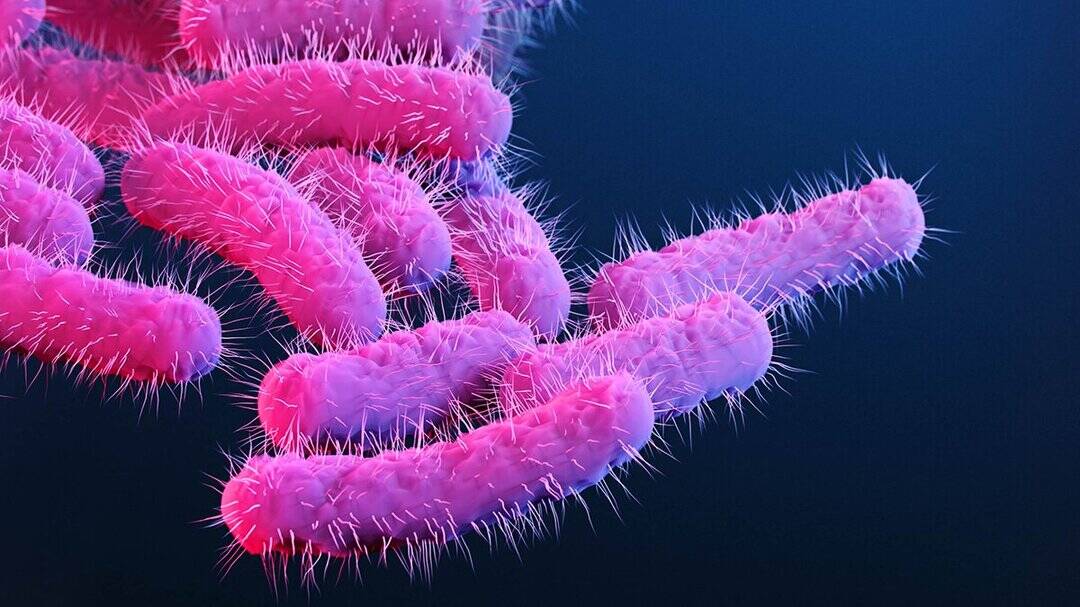 What is Shigella virus that killed four-year-old child in Kerala?