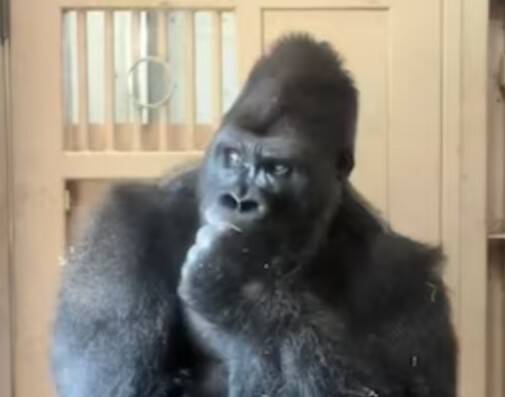 Gorilla's human-like reaction after fight with mate captured on camera in Japan zoo